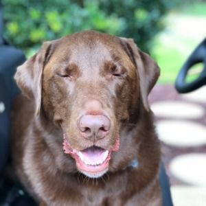 Meet your Posher, April